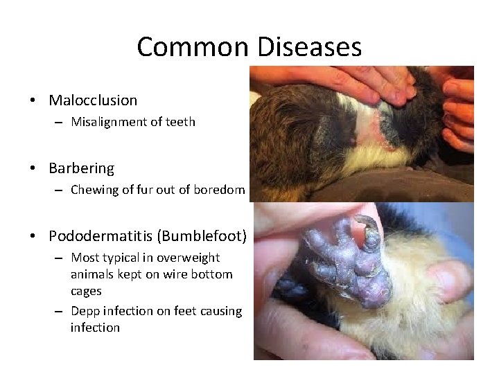 Common Diseases • Malocclusion – Misalignment of teeth • Barbering – Chewing of fur