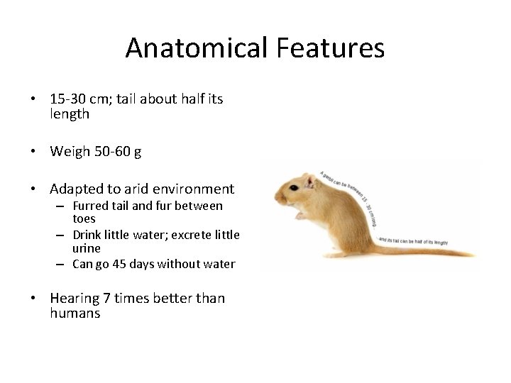 Anatomical Features • 15 -30 cm; tail about half its length • Weigh 50