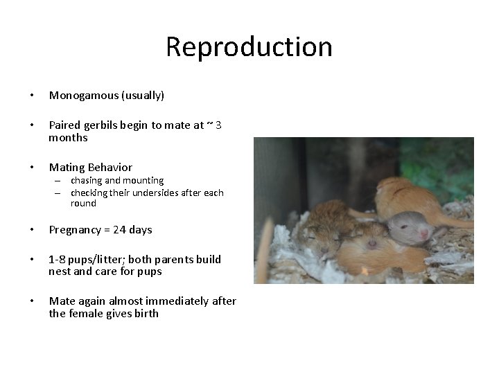 Reproduction • Monogamous (usually) • Paired gerbils begin to mate at ~ 3 months