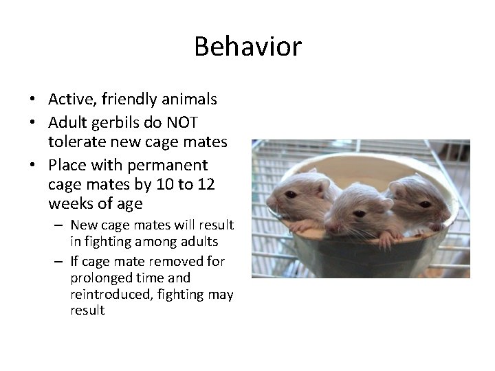 Behavior • Active, friendly animals • Adult gerbils do NOT tolerate new cage mates