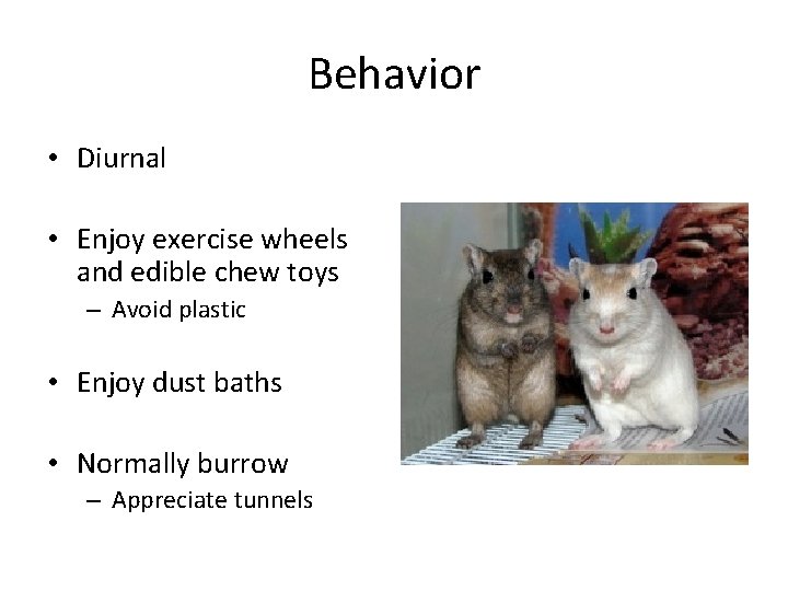 Behavior • Diurnal • Enjoy exercise wheels and edible chew toys – Avoid plastic