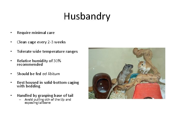 Husbandry • Require minimal care • Clean cage every 2 -3 weeks • Tolerate