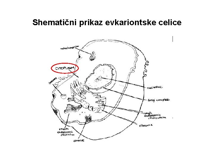 Shematični prikaz evkariontske celice 