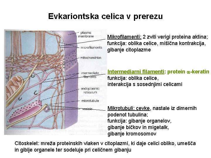 Evkariontska celica v prerezu Mikrofilamenti: 2 zviti verigi proteina aktina; funkcija: oblika celice, mišična