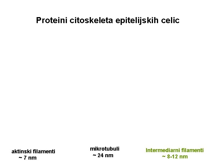 Proteini citoskeleta epitelijskih celic aktinski filamenti ~ 7 nm mikrotubuli ~ 24 nm Intermediarni