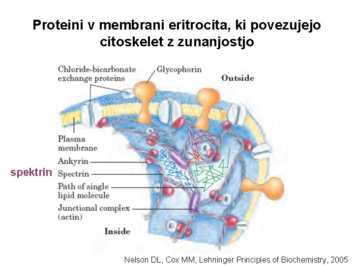 Proteini v membrani eritrocita, ki povezujejo citoskelet z zunanjostjo spektrin Nelson DL, Cox MM,