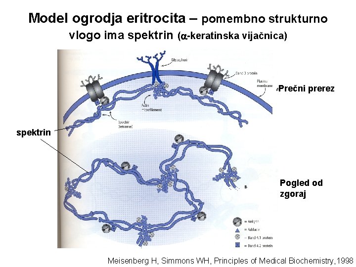 Model ogrodja eritrocita – pomembno strukturno vlogo ima spektrin ( -keratinska vijačnica) Prečni prerez