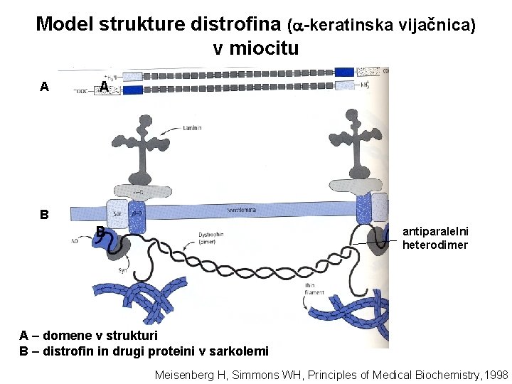Model strukture distrofina ( -keratinska vijačnica) v miocitu A A B B antiparalelni heterodimer