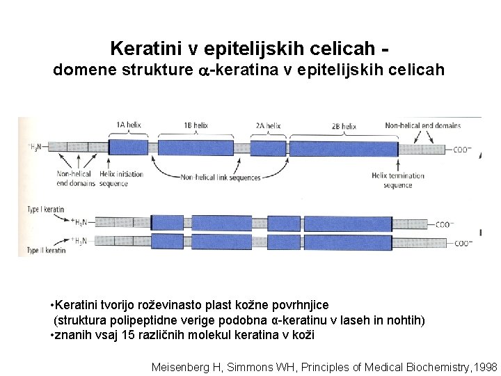 Keratini v epitelijskih celicah - domene strukture -keratina v epitelijskih celicah • Keratini tvorijo