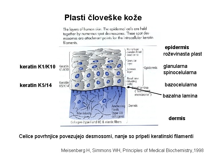 Plasti človeške kože epidermis roževinasta plast keratin K 1/K 10 glanularna spinocelularna keratin K