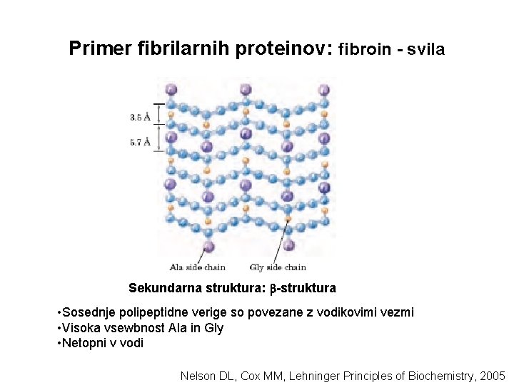 Primer fibrilarnih proteinov: fibroin - svila Sekundarna struktura: -struktura • Sosednje polipeptidne verige so