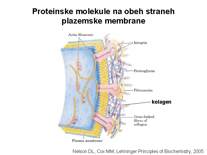 Proteinske molekule na obeh straneh plazemske membrane kolagen Nelson DL, Cox MM, Lehninger Principles