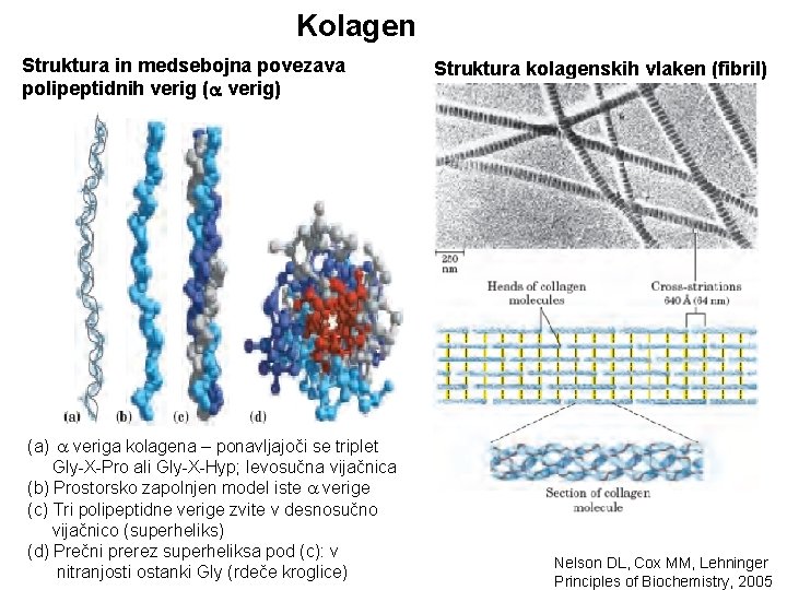 Kolagen Struktura in medsebojna povezava polipeptidnih verig ( verig) (a) veriga kolagena – ponavljajoči