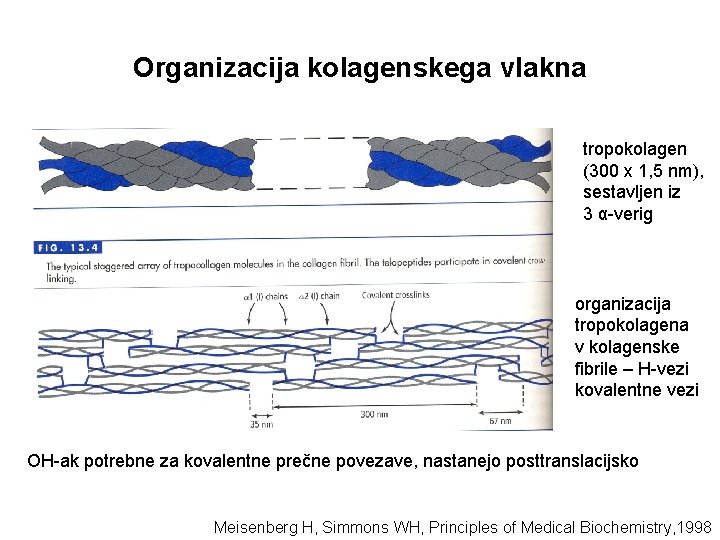 Organizacija kolagenskega vlakna tropokolagen (300 x 1, 5 nm), sestavljen iz 3 α-verig organizacija