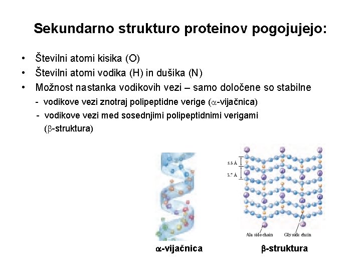 Sekundarno strukturo proteinov pogojujejo: • Številni atomi kisika (O) • Številni atomi vodika (H)
