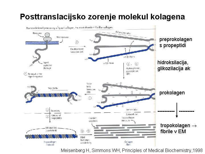 Posttranslacijsko zorenje molekul kolagena preprokolagen s propeptidi hidroksilacija, glikozilacija ak prokolagen -----tropokolagen → fibrile