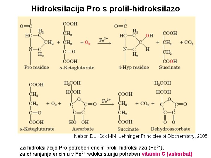 Hidroksilacija Pro s prolil-hidroksilazo Nelson DL, Cox MM, Lehninger Principles of Biochemistry, 2005 Za