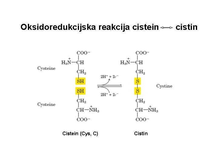 Oksidoredukcijska reakcija cistein Cistein (Cys, C) Cistin cistin 