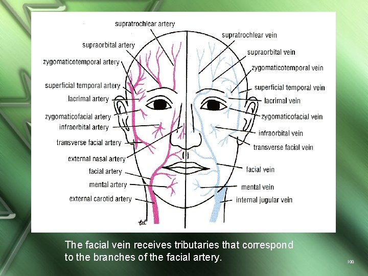 The facial vein receives tributaries that correspond to the branches of the facial artery.