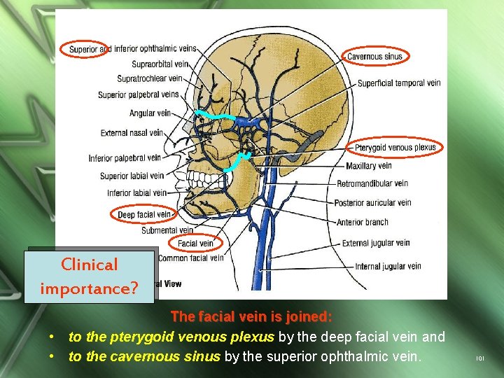 Clinical importance? The facial vein is joined: • to the pterygoid venous plexus by