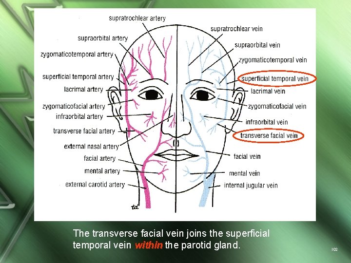 The transverse facial vein joins the superficial temporal vein within the parotid gland. 102