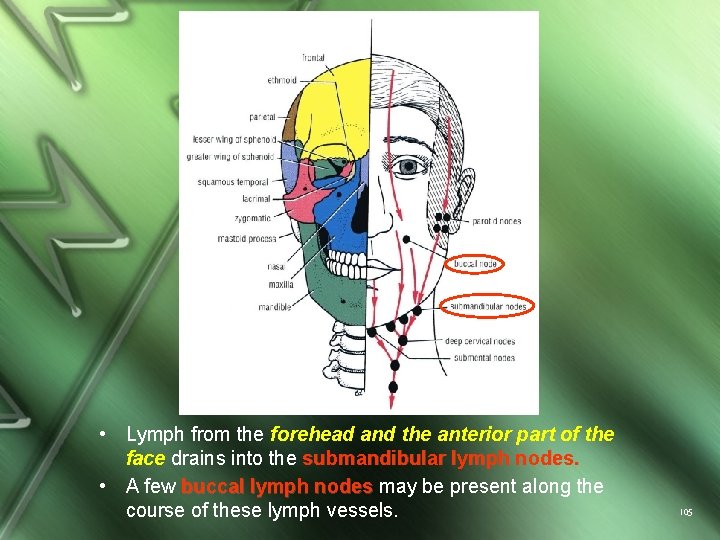  • Lymph from the forehead and the anterior part of the face drains