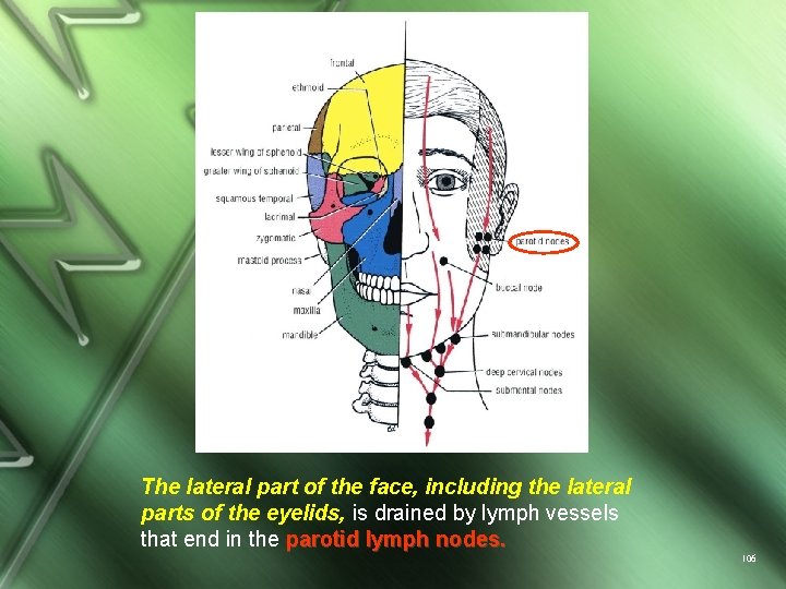 The lateral part of the face, including the lateral parts of the eyelids, is