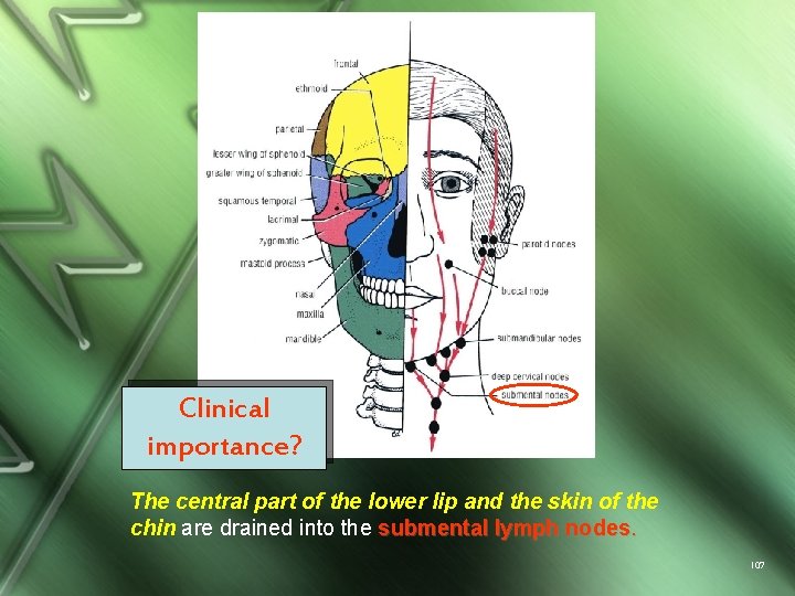 Clinical importance? The central part of the lower lip and the skin of the