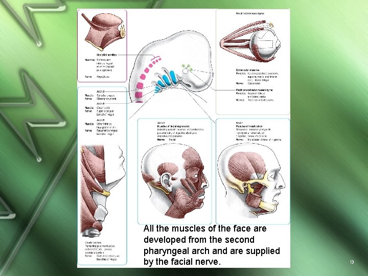 All the muscles of the face are developed from the second pharyngeal arch and