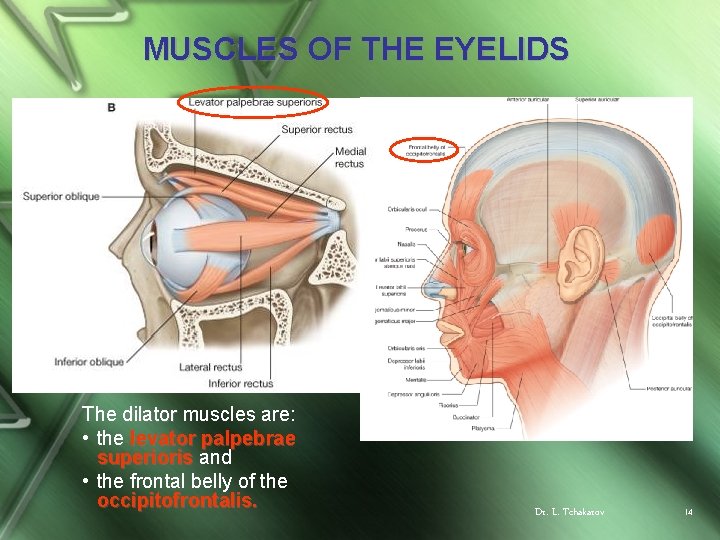 MUSCLES OF THE EYELIDS The dilator muscles are: • the levator palpebrae superioris and