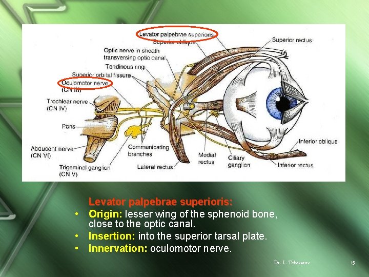 Levator palpebrae superioris: • Origin: lesser wing of the sphenoid bone, close to the