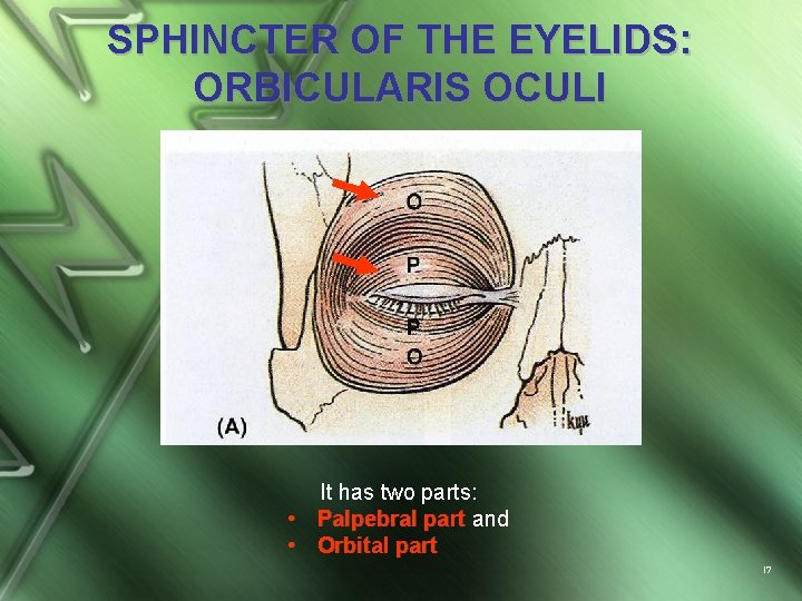 SPHINCTER OF THE EYELIDS: ORBICULARIS OCULI It has two parts: • Palpebral part and