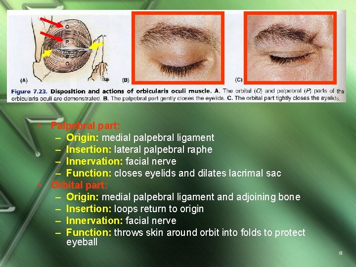  • Palpebral part: – Origin: medial palpebral ligament – Insertion: lateral palpebral raphe