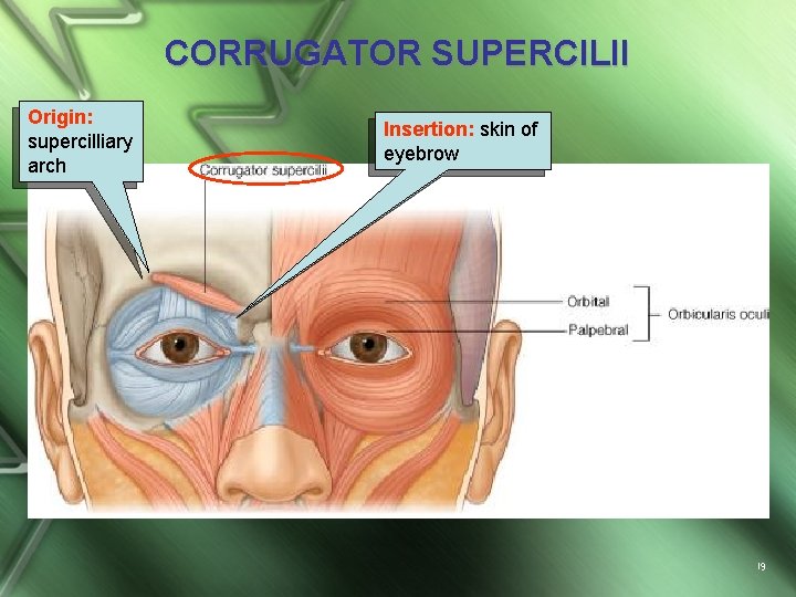 CORRUGATOR SUPERCILII Origin: supercilliary arch Insertion: skin of eyebrow 19 