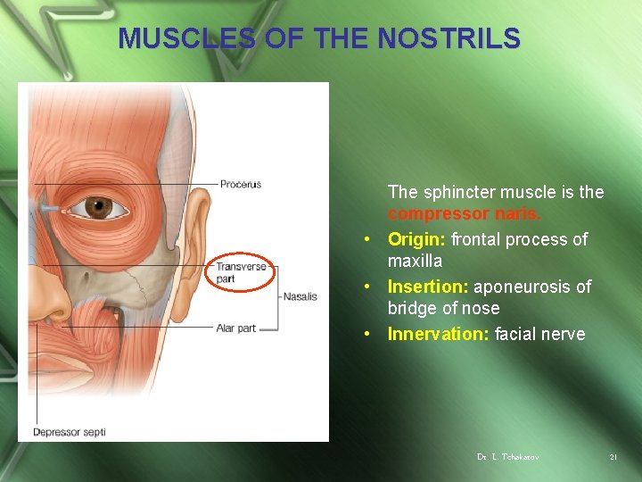 MUSCLES OF THE NOSTRILS The sphincter muscle is the compressor naris. • Origin: frontal