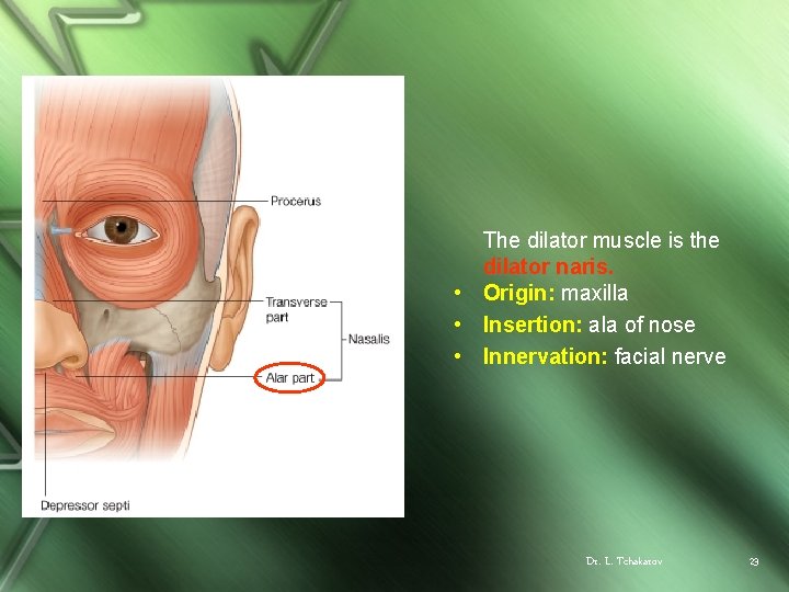 The dilator muscle is the dilator naris. • Origin: maxilla • Insertion: ala of