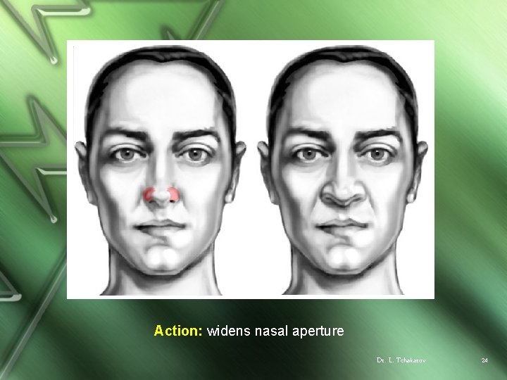 Action: widens nasal aperture Dr. L. Tchakarov 24 