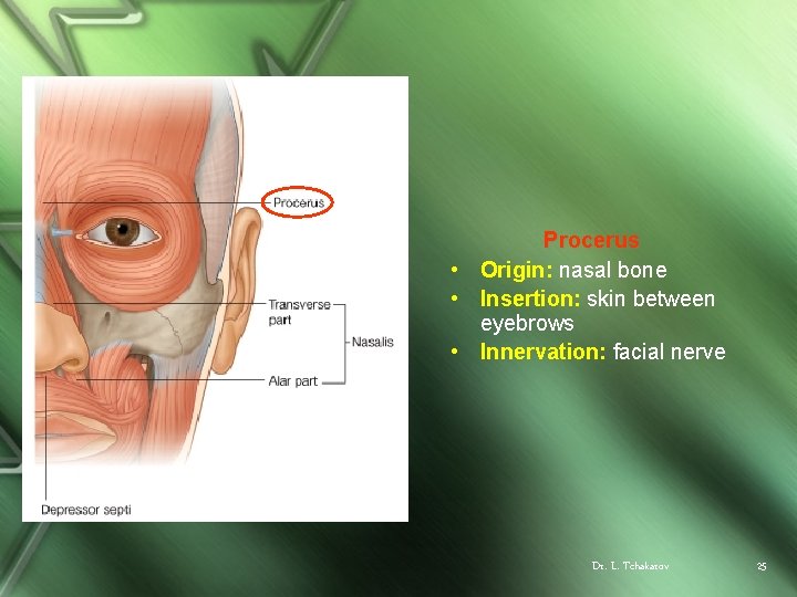 Procerus • Origin: nasal bone • Insertion: skin between eyebrows • Innervation: facial nerve