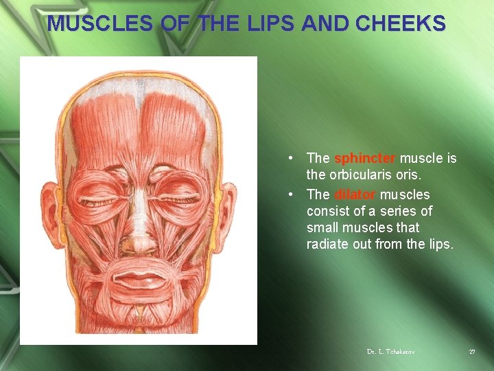 MUSCLES OF THE LIPS AND CHEEKS • The sphincter muscle is the orbicularis oris.