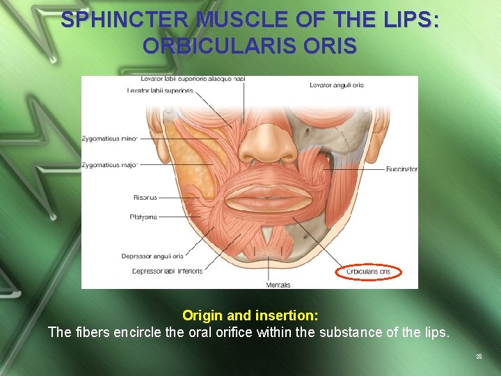 SPHINCTER MUSCLE OF THE LIPS: ORBICULARIS Origin and insertion: The fibers encircle the oral