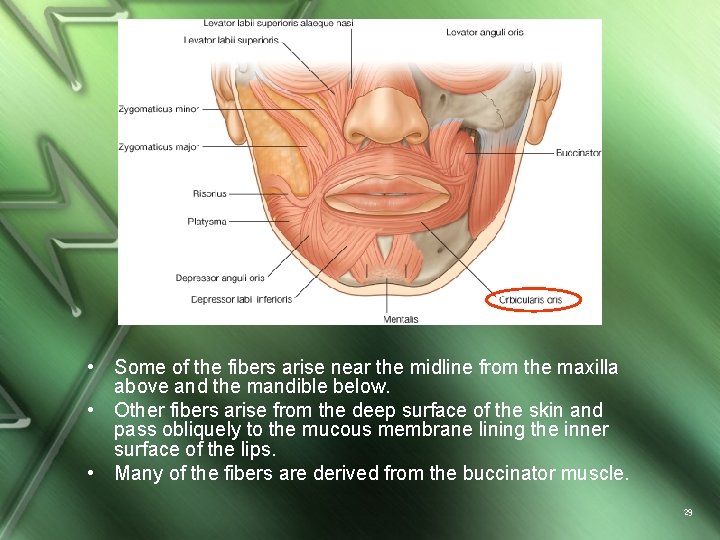  • Some of the fibers arise near the midline from the maxilla above
