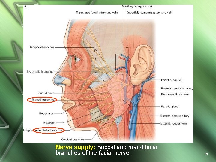 Nerve supply: Buccal and mandibular branches of the facial nerve. 30 