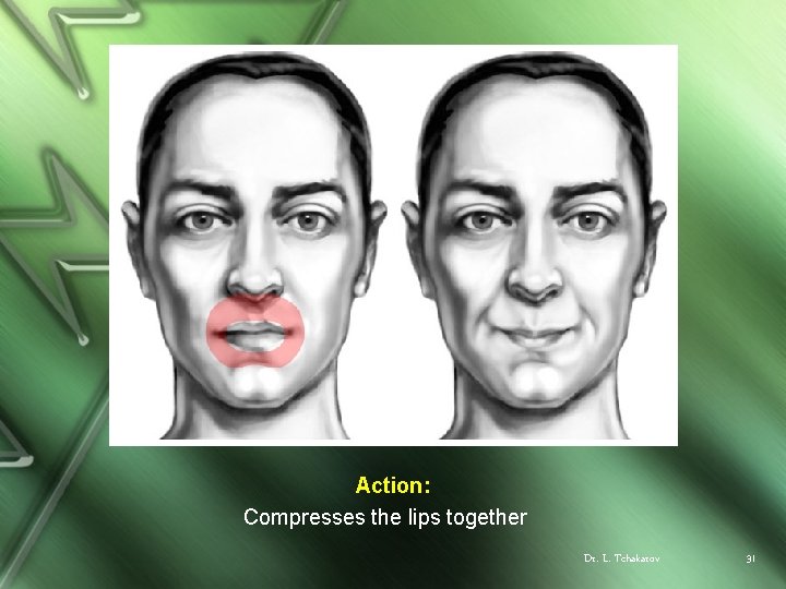 Action: Compresses the lips together Dr. L. Tchakarov 31 