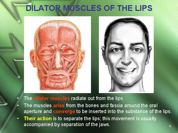 DILATOR MUSCLES OF THE LIPS • The dilator muscles radiate out from the lips.