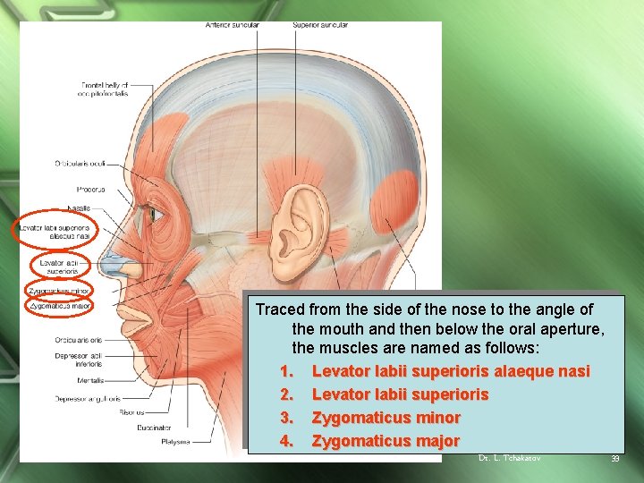 Traced from the side of the nose to the angle of the mouth and