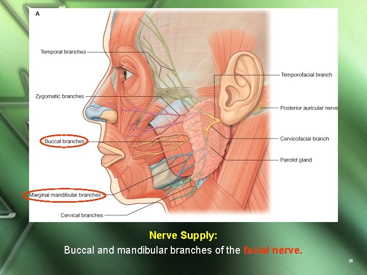 Nerve Supply: Buccal and mandibular branches of the facial nerve. 36 