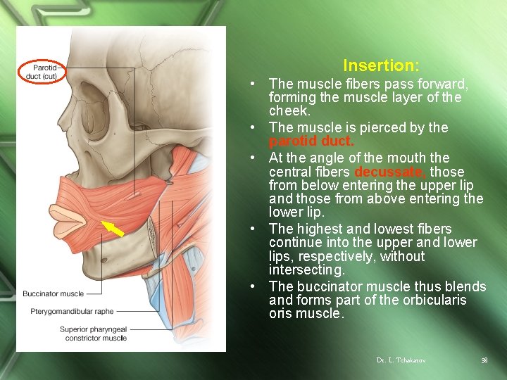 Insertion: • The muscle fibers pass forward, forming the muscle layer of the cheek.