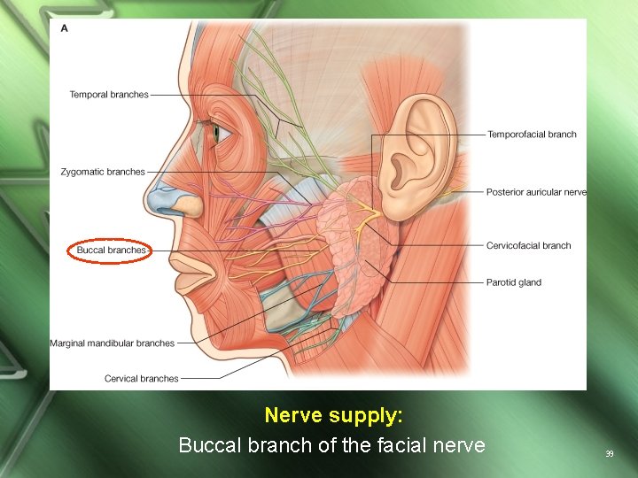 Nerve supply: Buccal branch of the facial nerve 39 