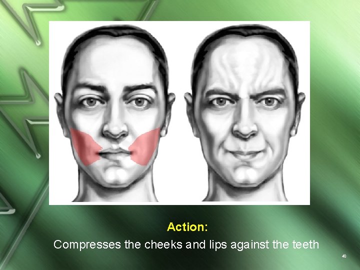 Action: Compresses the cheeks and lips against the teeth 40 