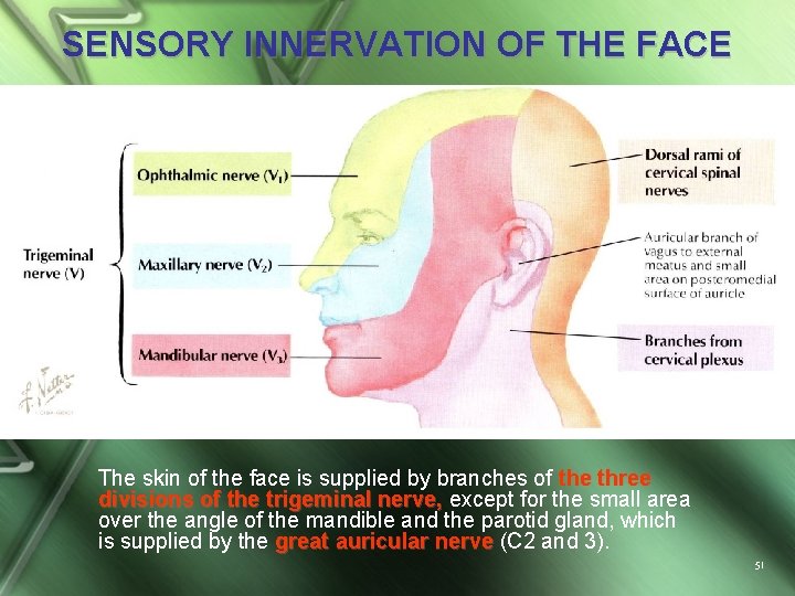 SENSORY INNERVATION OF THE FACE The skin of the face is supplied by branches